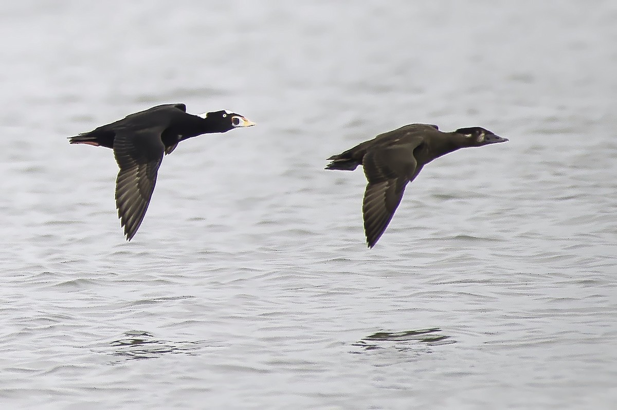 Surf Scoter - ML624400012