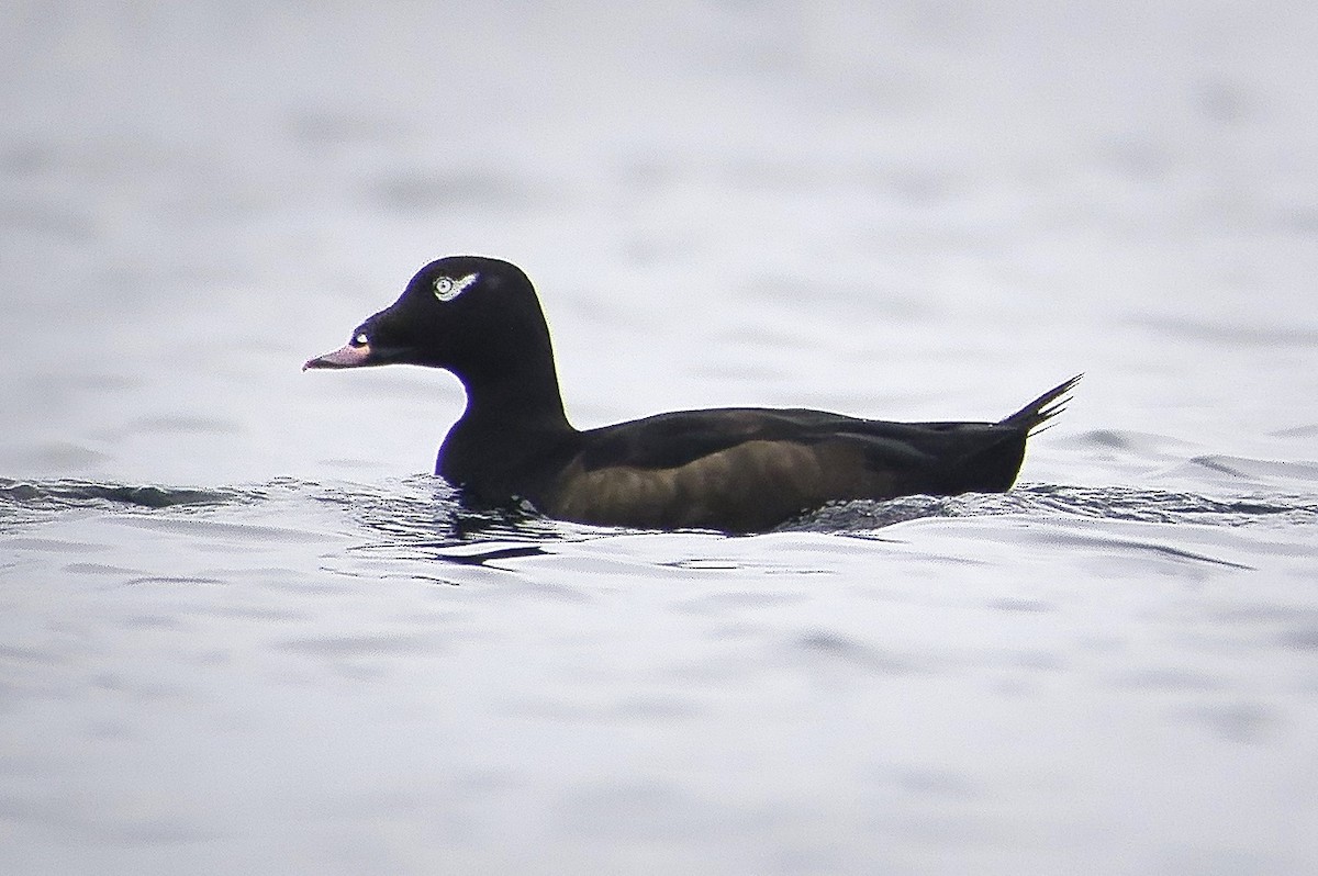 White-winged Scoter - ML624400032