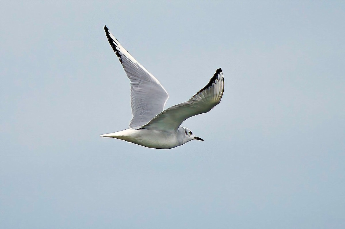 Bonaparte's Gull - ML624400055