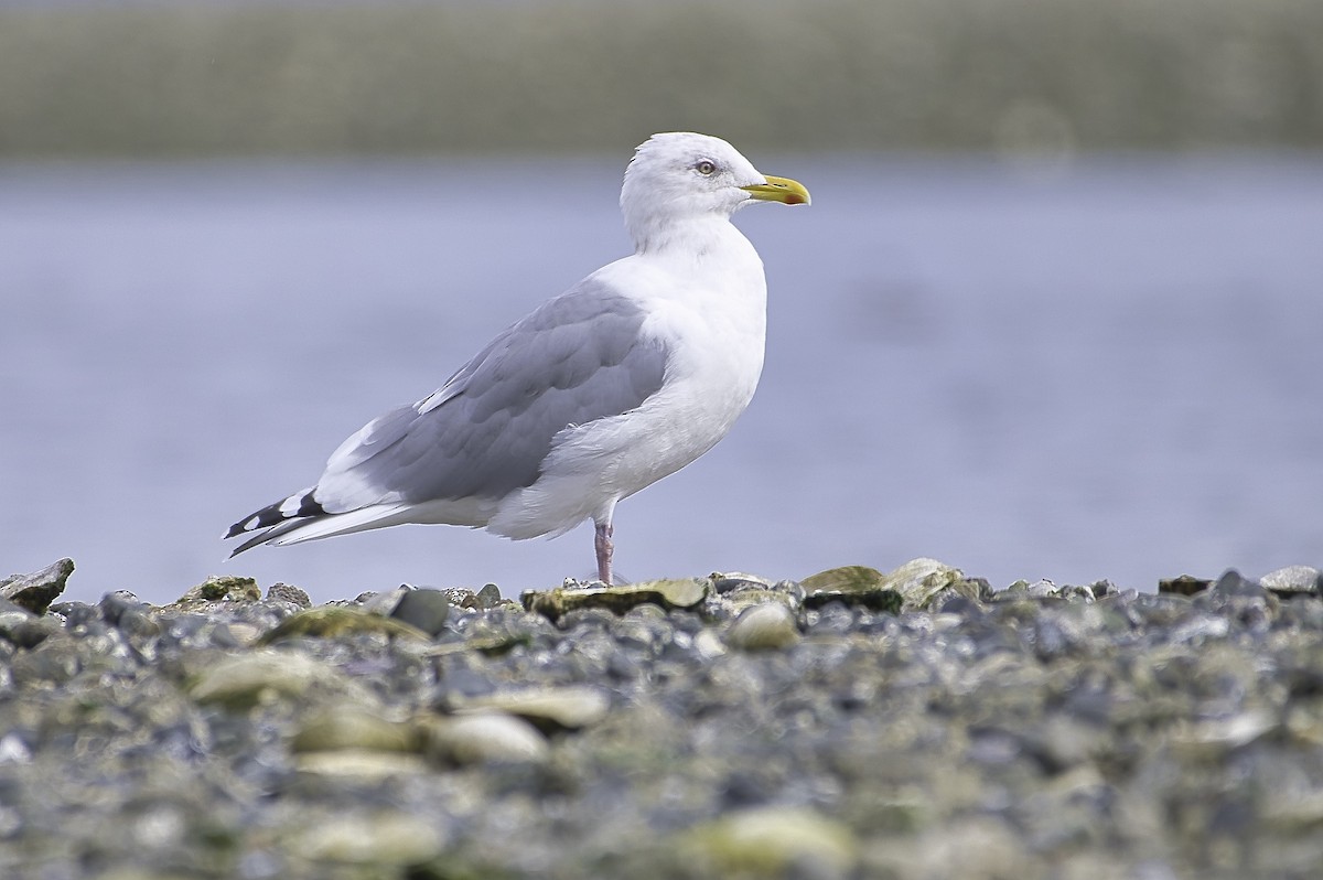 Iceland Gull (Thayer's) - ML624400070