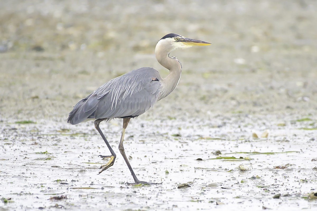 Great Blue Heron - ML624400092