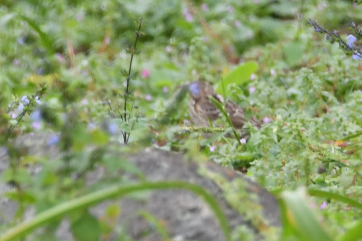 Peruvian Pipit - ML624400142