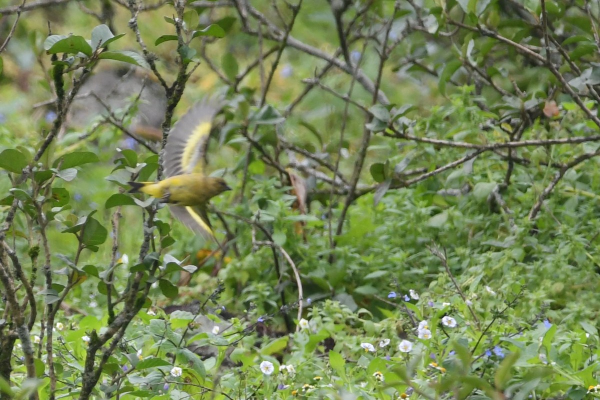 Hooded Siskin - ML624400146