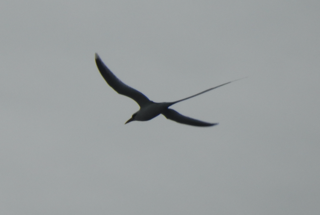 White-tailed Tropicbird (Indian Ocean) - Adrián Colino Barea