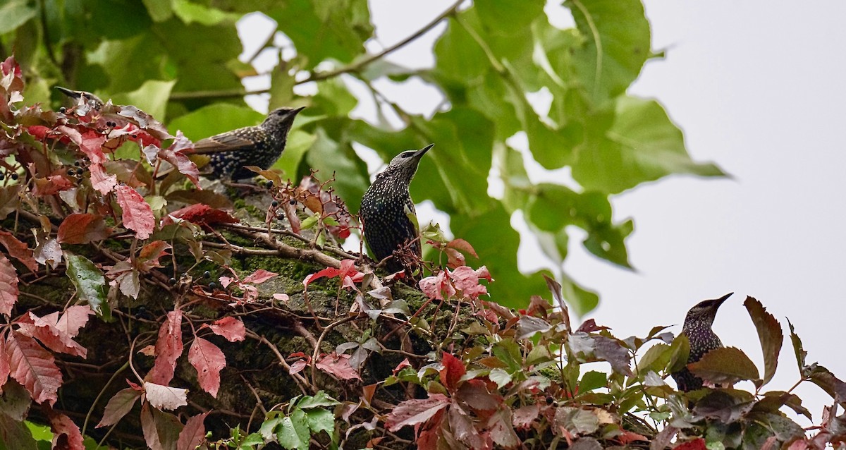 European Starling - ML624400452