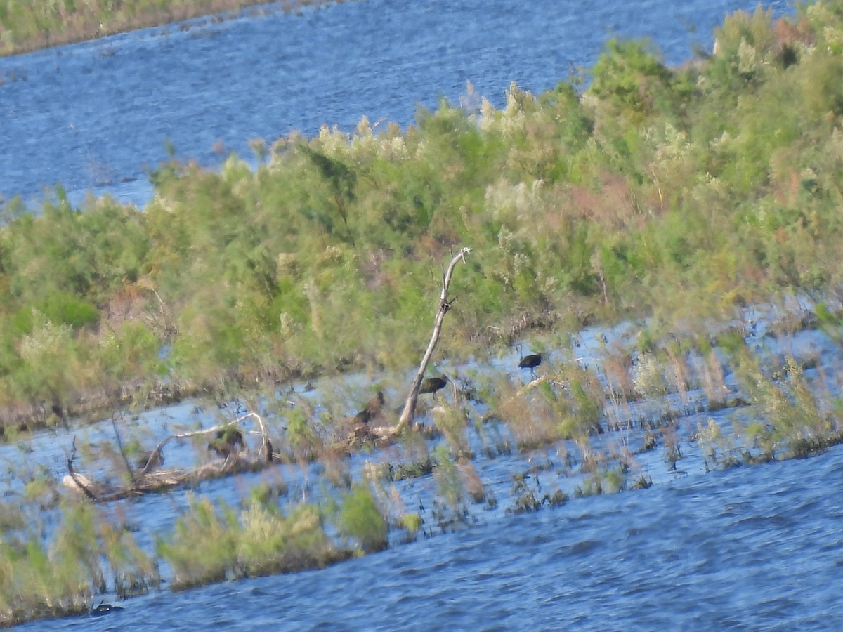 White-faced Ibis - ML624400541