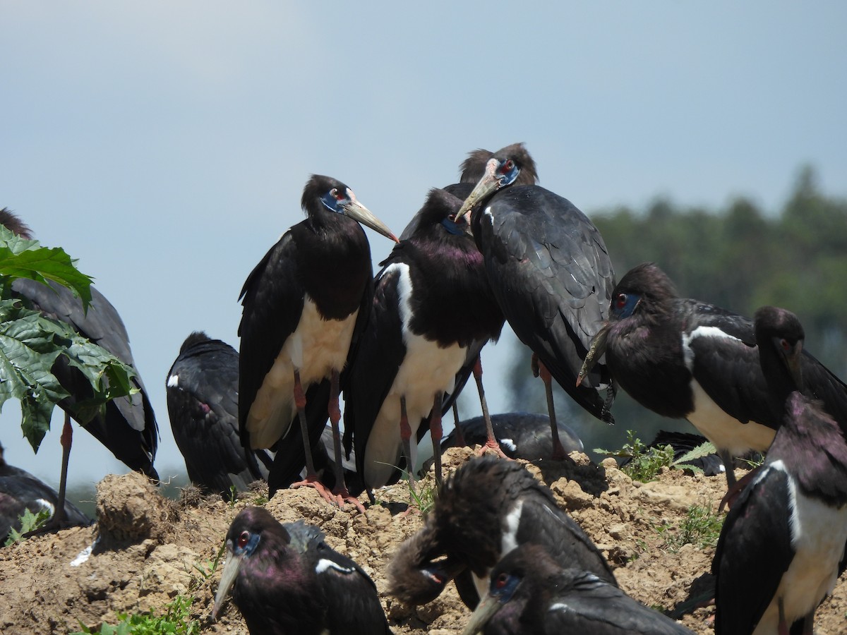 Abdim's Stork - Adrián Colino Barea