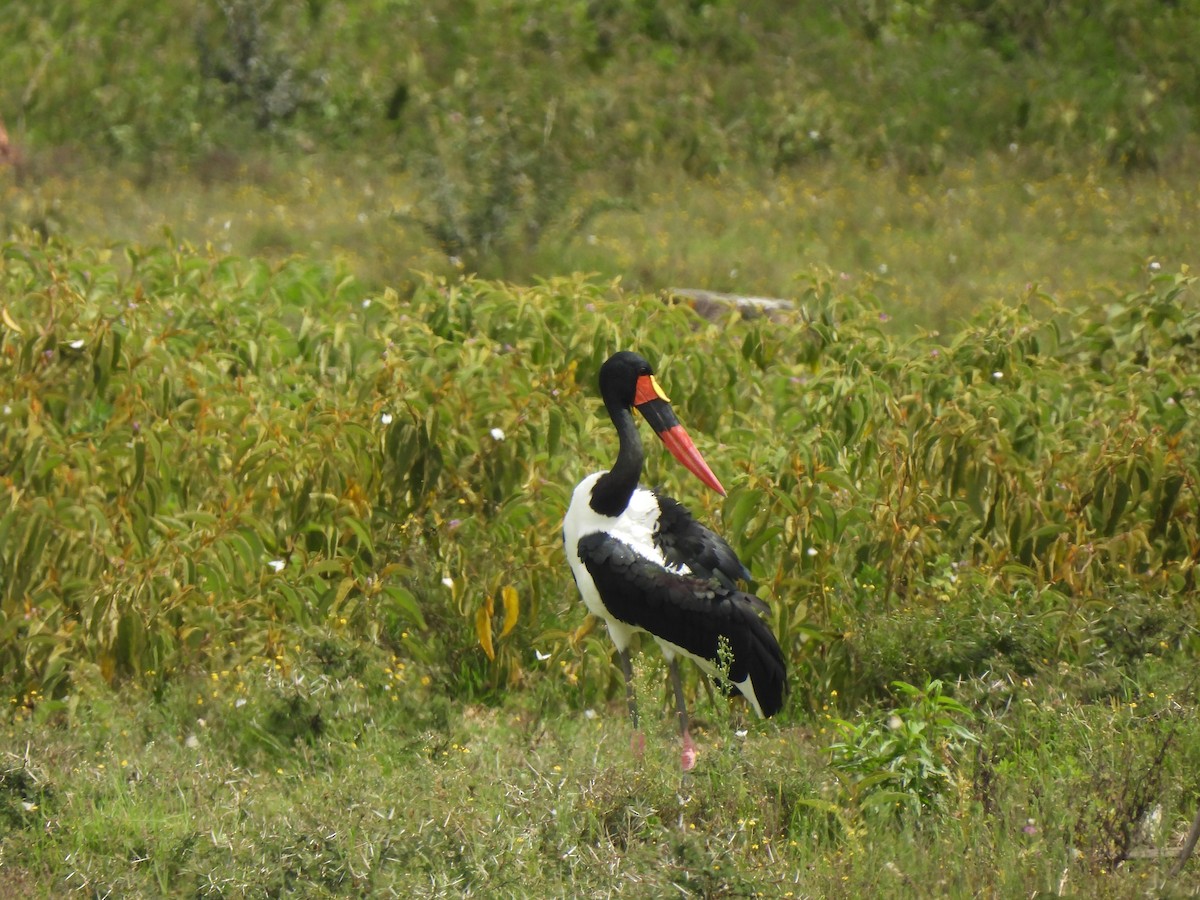 Saddle-billed Stork - Adrián Colino Barea