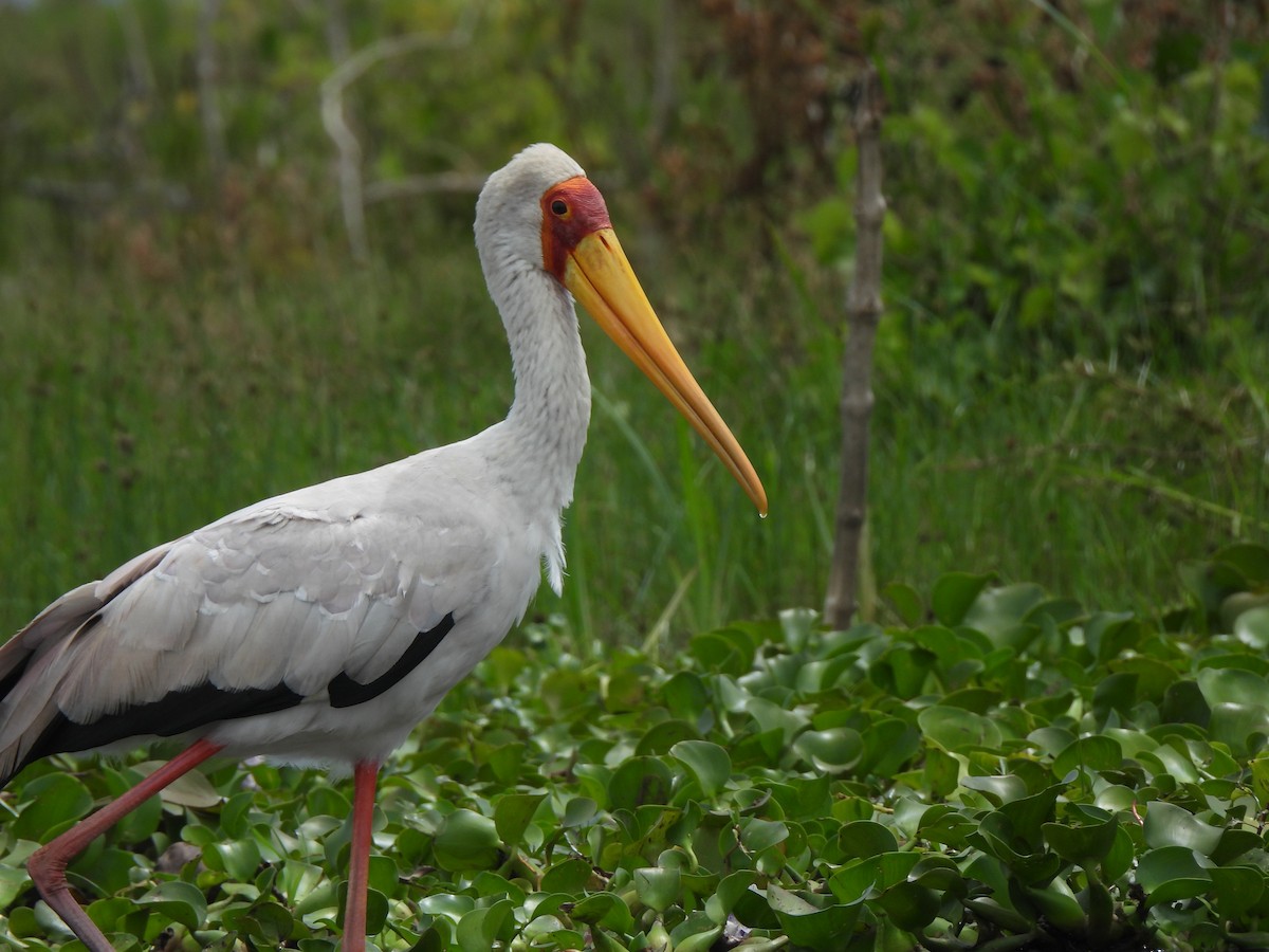 Yellow-billed Stork - Adrián Colino Barea