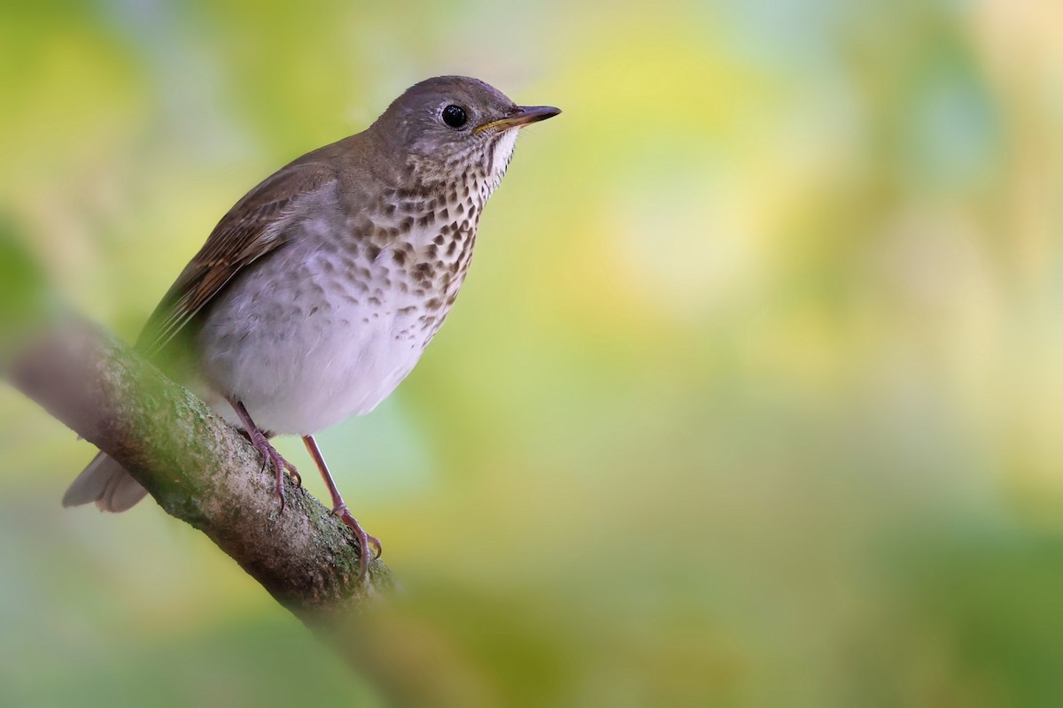Gray-cheeked Thrush - ML624400682