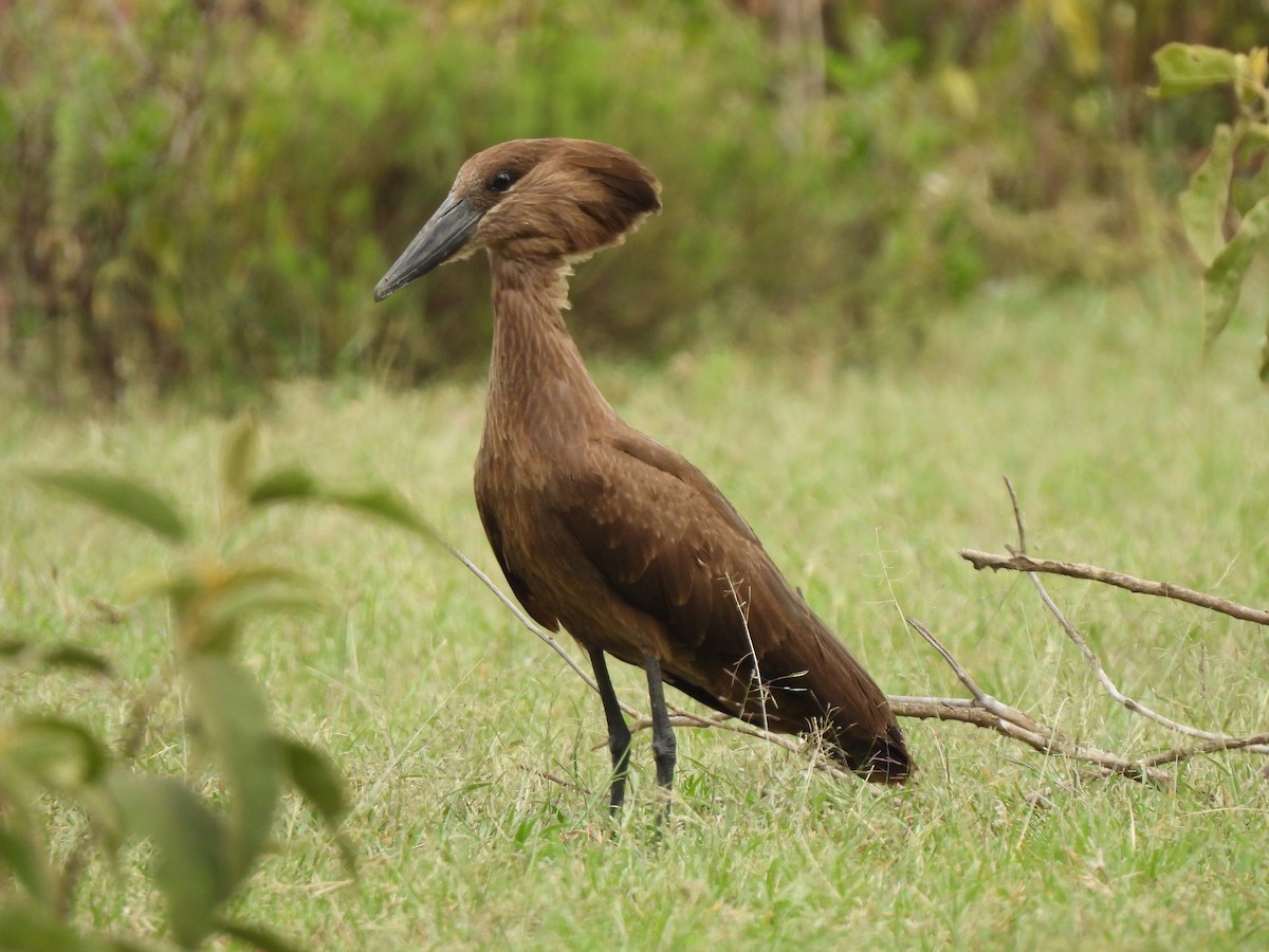 Hamerkop - Adrián Colino Barea