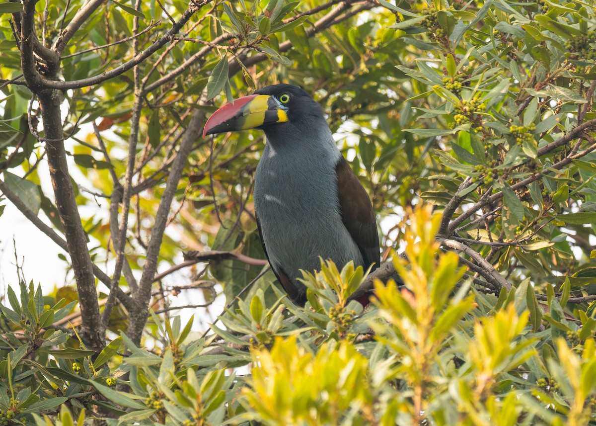 Gray-breasted Mountain-Toucan - ML624400862