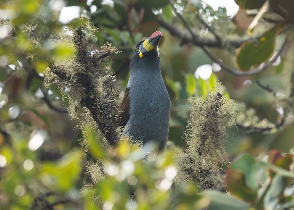 Gray-breasted Mountain-Toucan - ML624400863