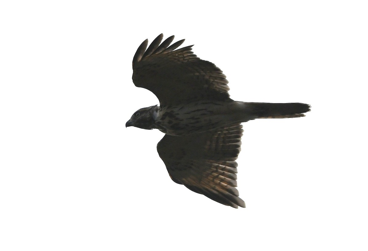 Red-shouldered Hawk - ML624401075