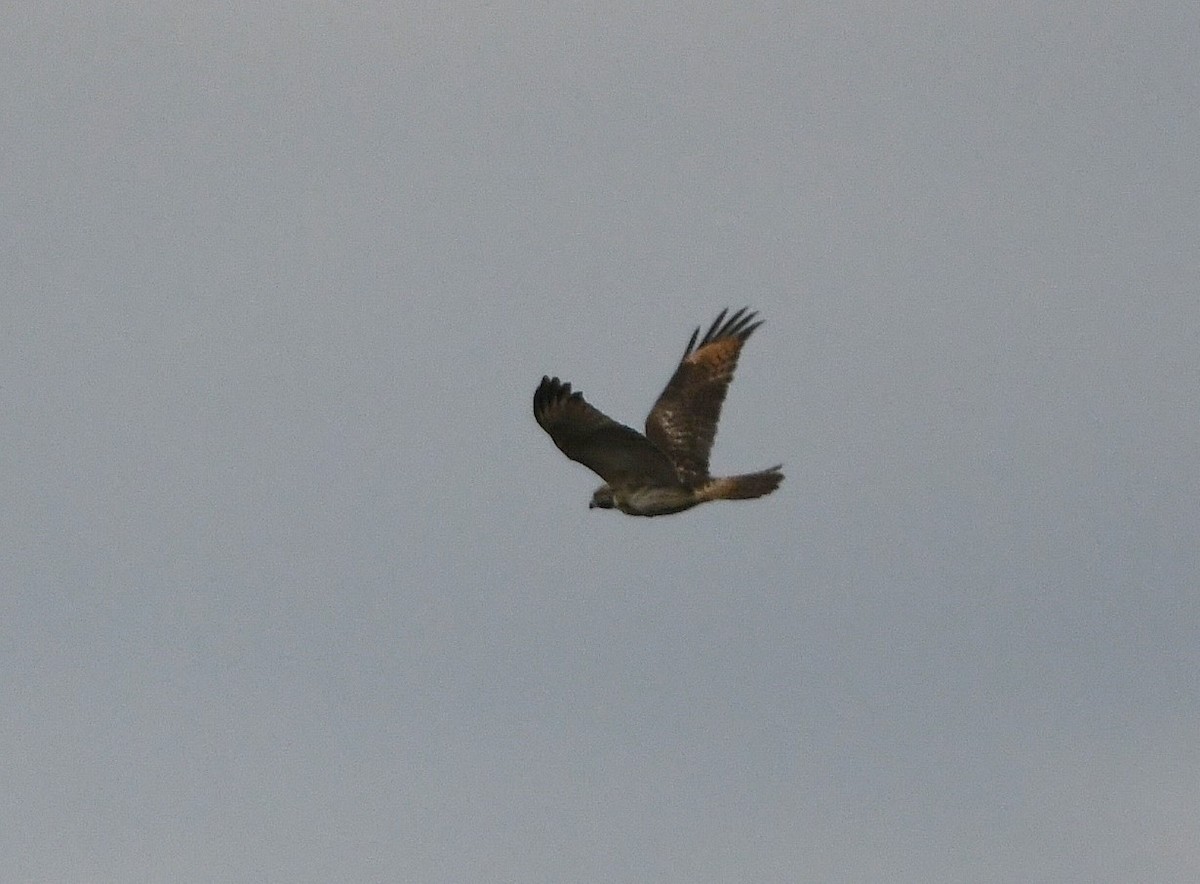 Red-shouldered Hawk - ML624401085