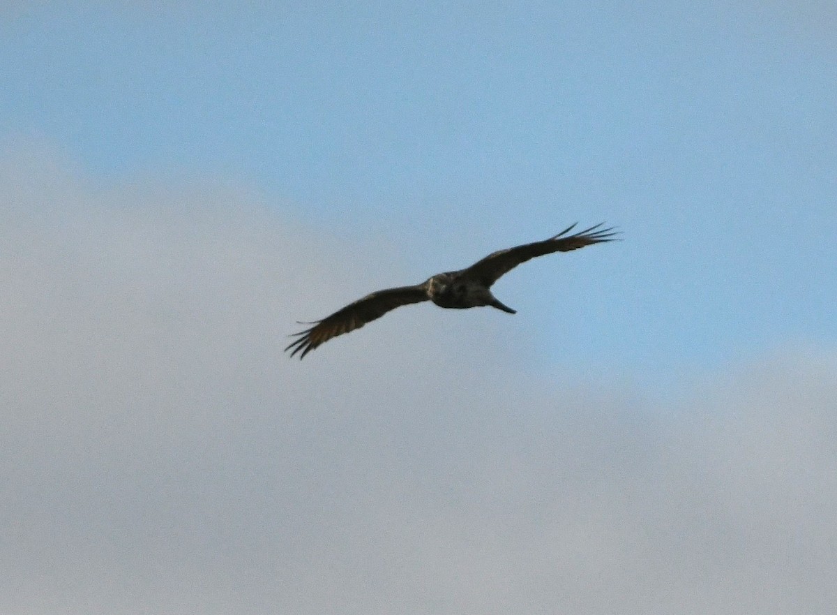 Red-shouldered Hawk - ML624401088