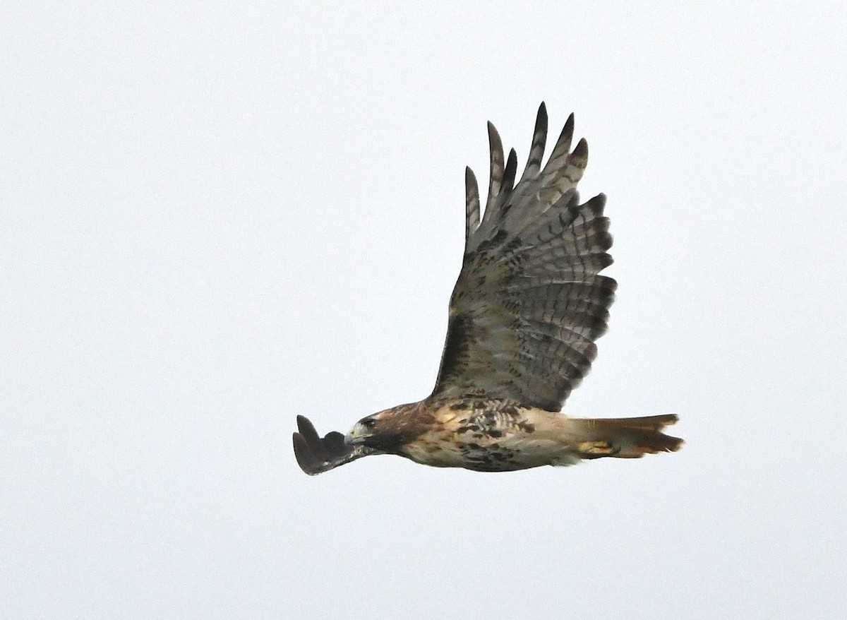 Red-tailed Hawk - ML624401103