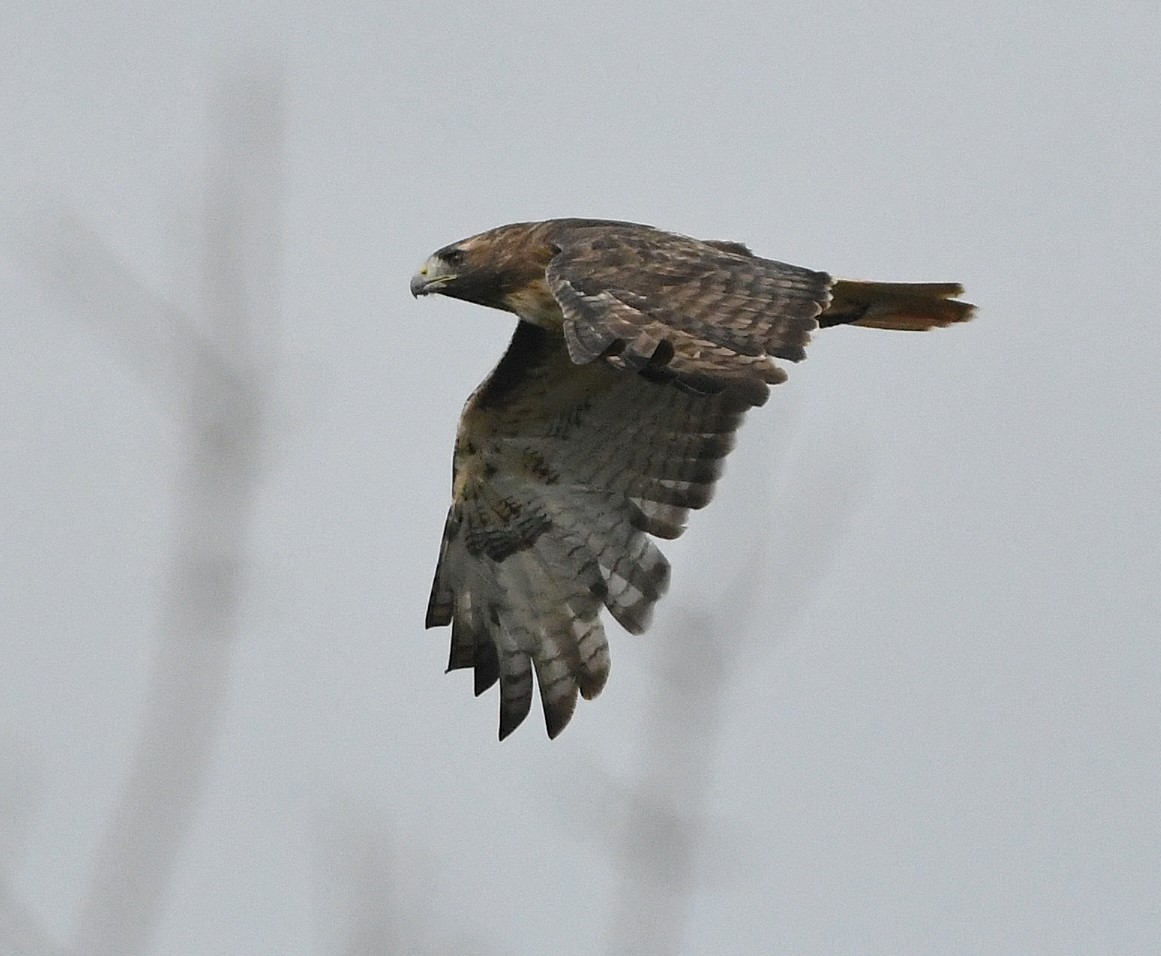 Red-tailed Hawk - ML624401107