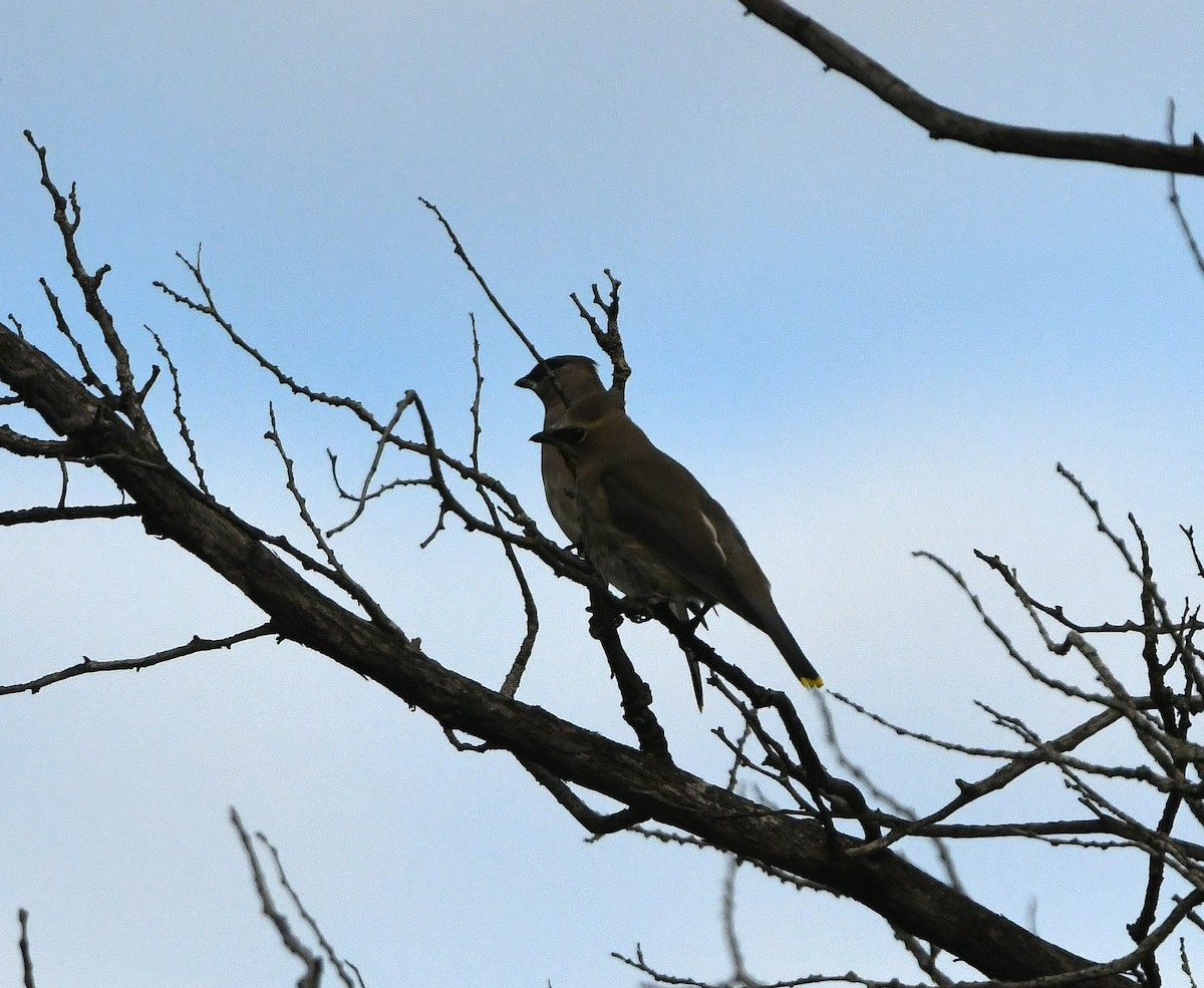 Cedar Waxwing - ML624401125