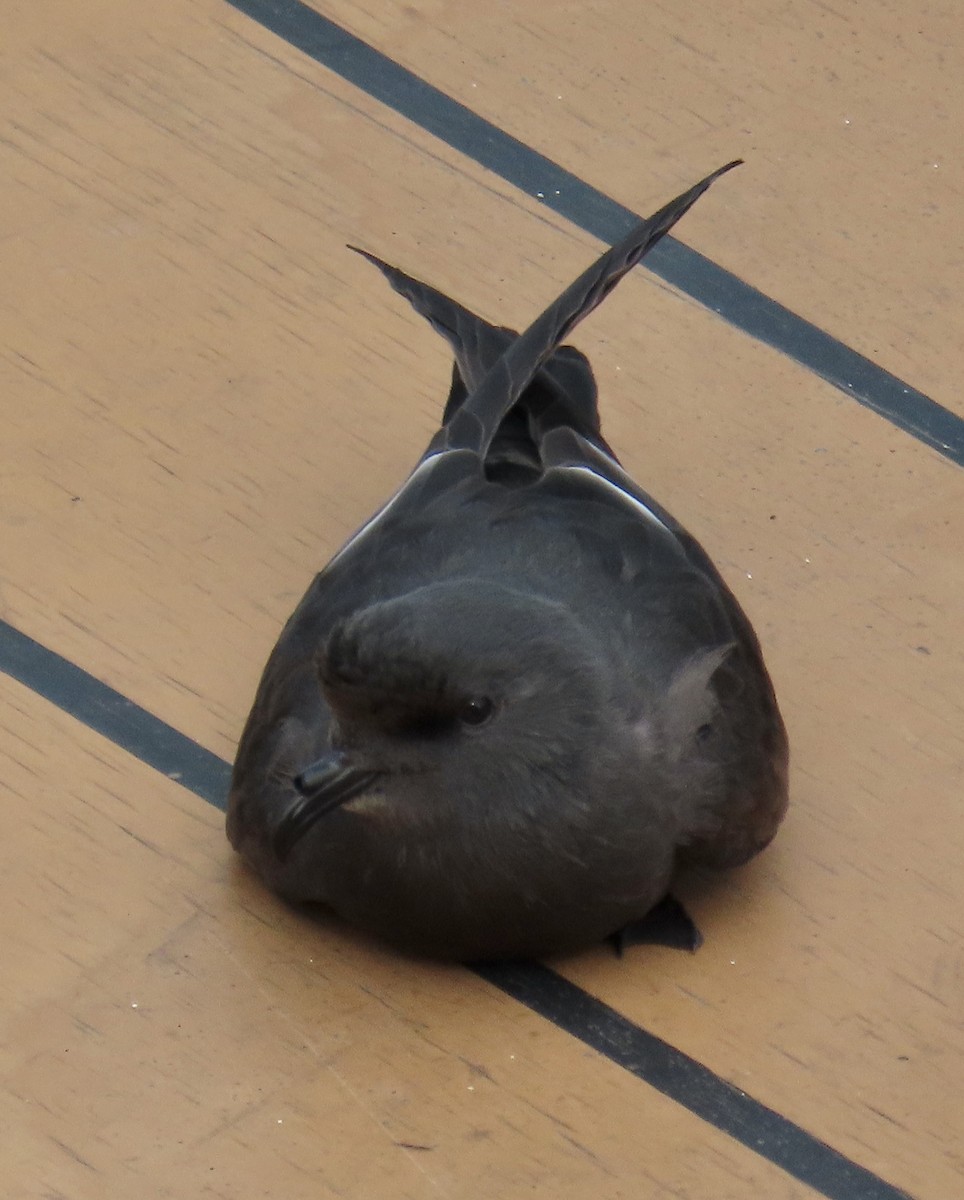 Leach's Storm-Petrel - ML624401269