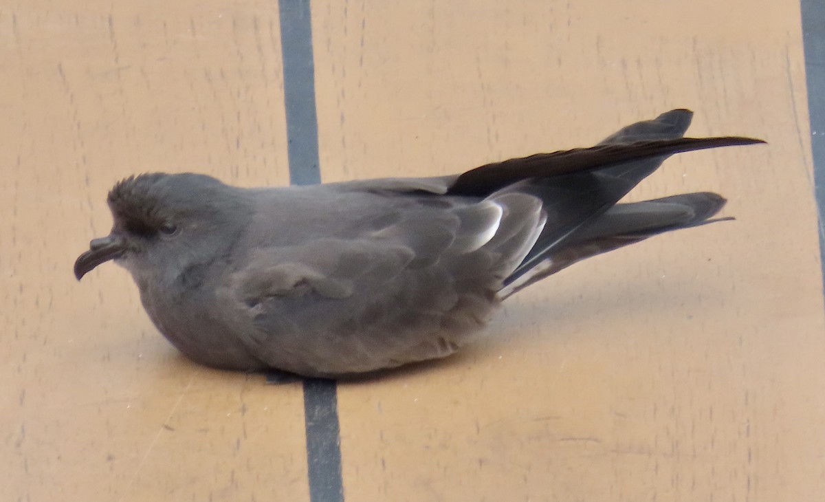 Leach's Storm-Petrel - ML624401271