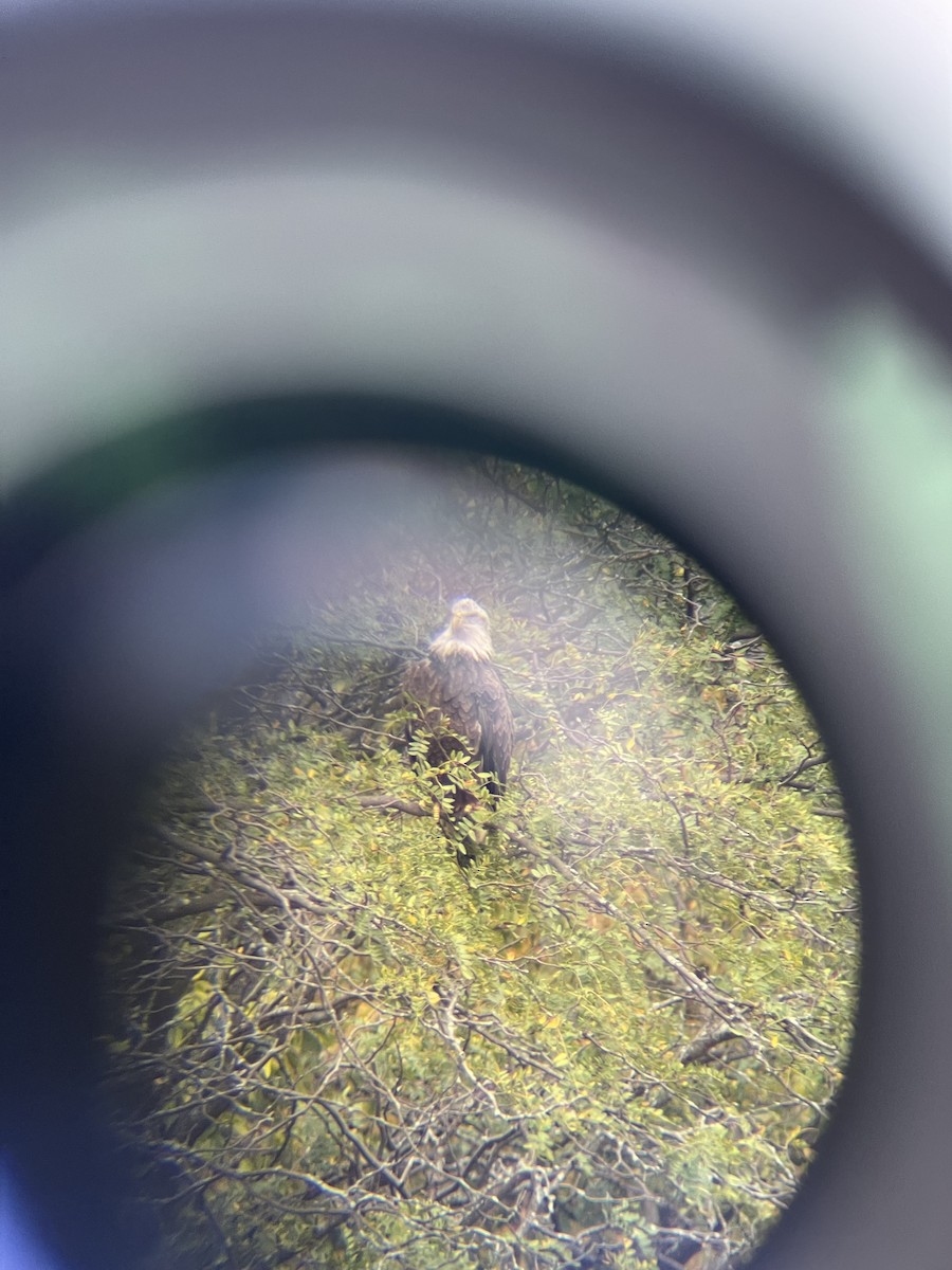 Bald Eagle - ML624401276