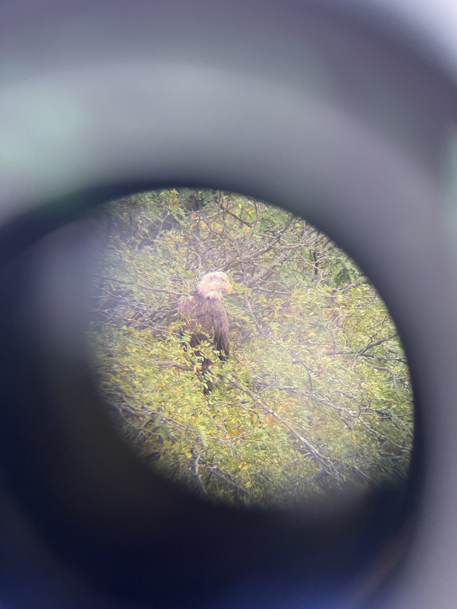 Bald Eagle - ML624401277