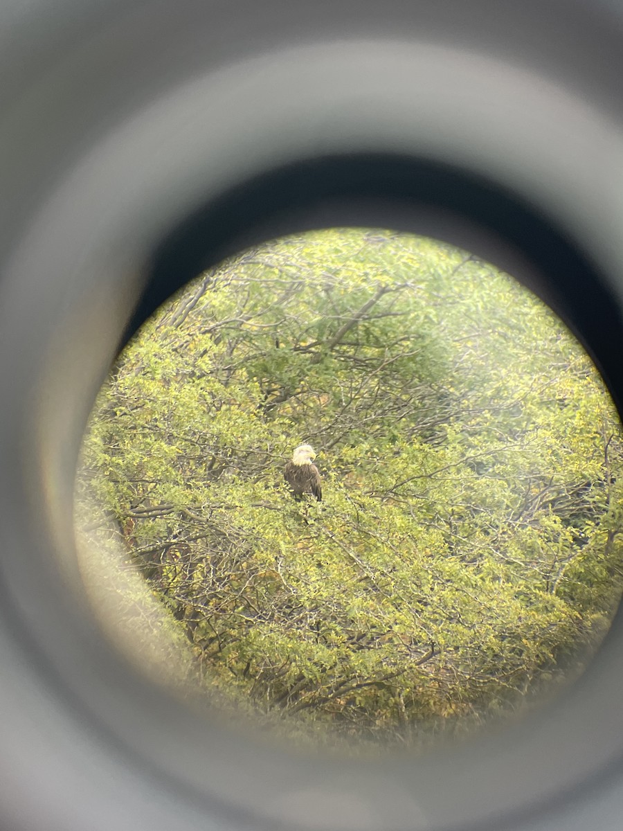 Bald Eagle - ML624401278