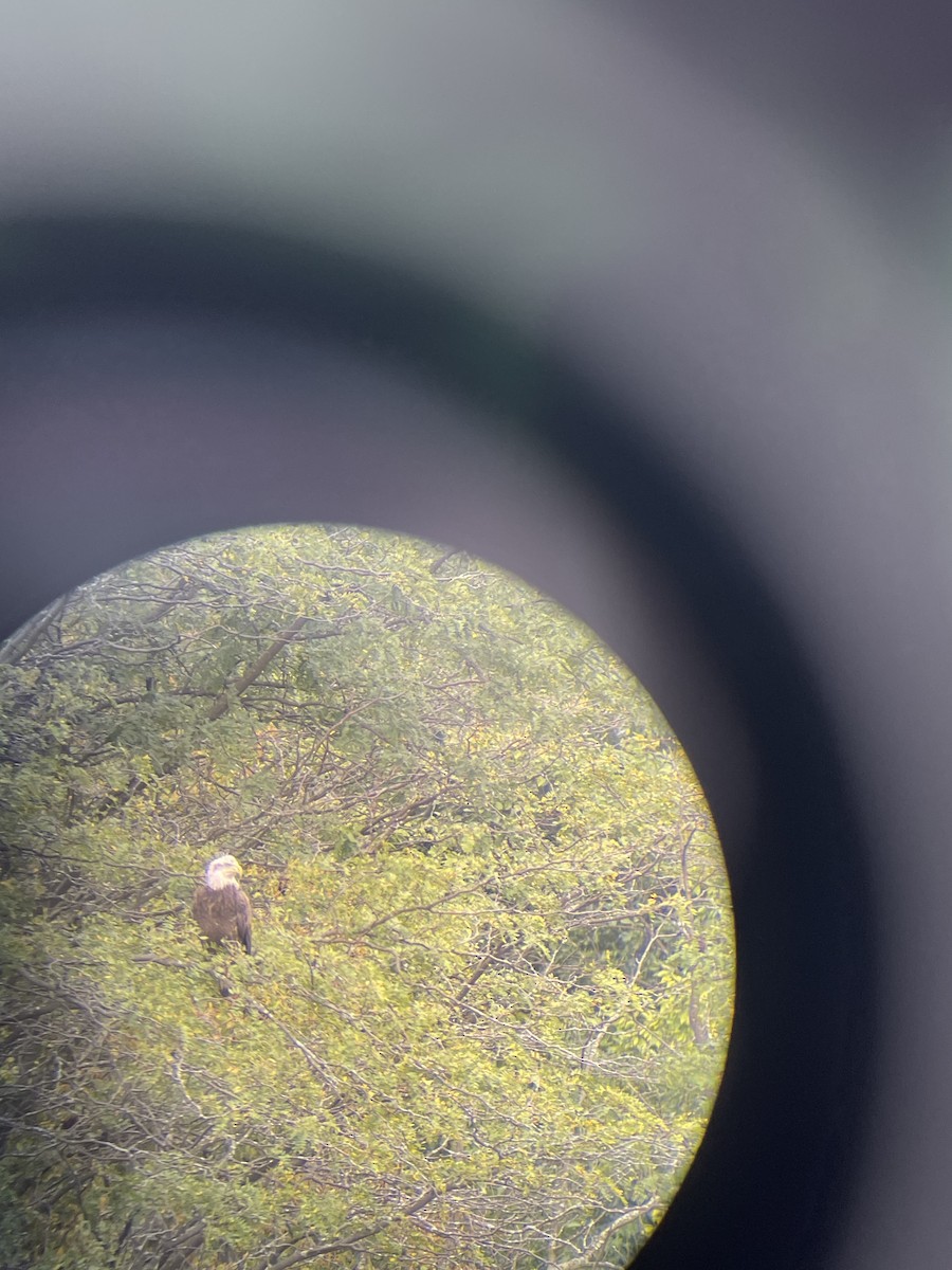 Bald Eagle - ML624401279