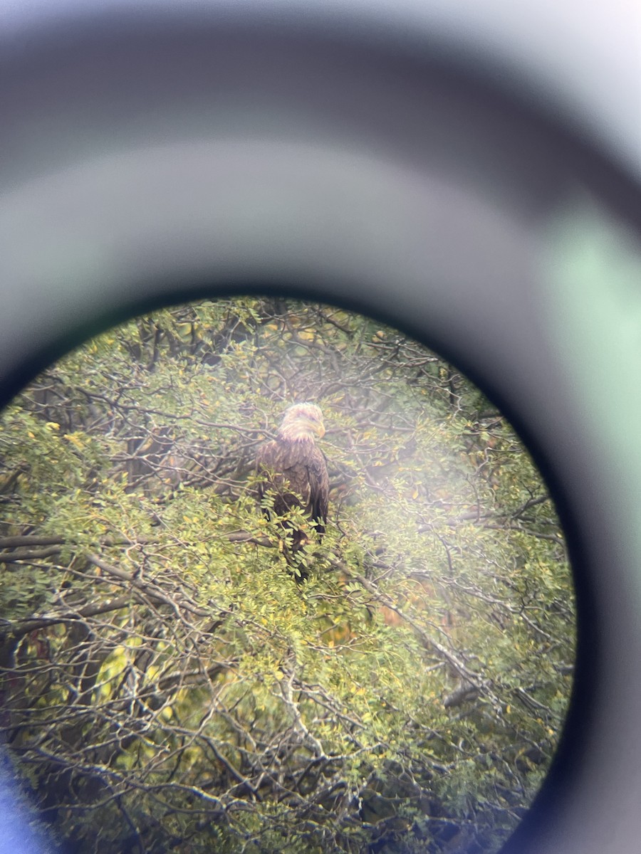 Bald Eagle - ML624401280