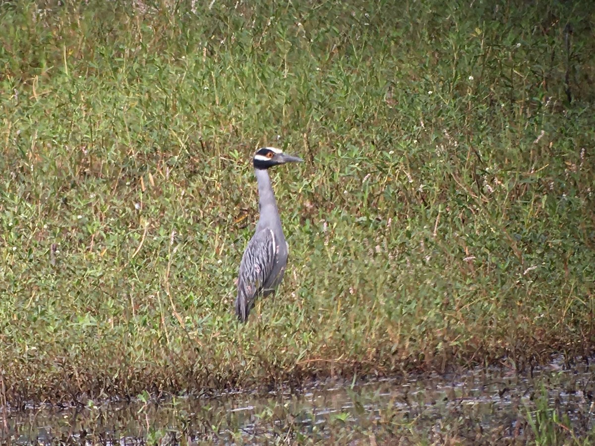 Yellow-crowned Night Heron - ML62440161