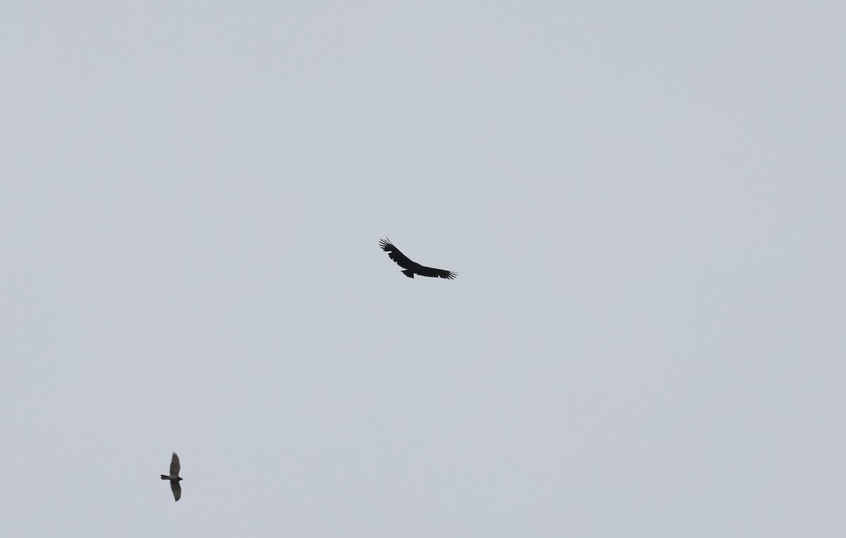 Black Vulture - ML624401616