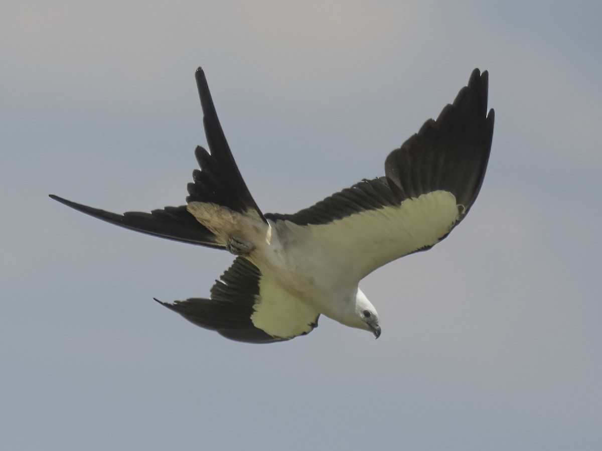 Swallow-tailed Kite - ML624401645