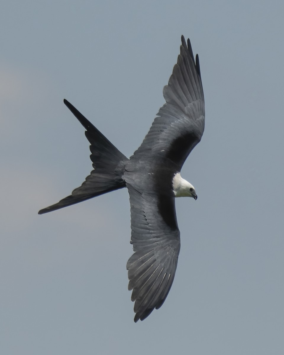 Swallow-tailed Kite - ML624401667