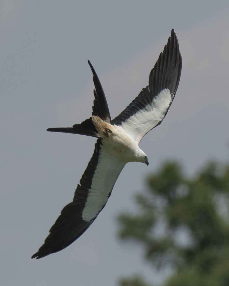 Swallow-tailed Kite - ML624401689