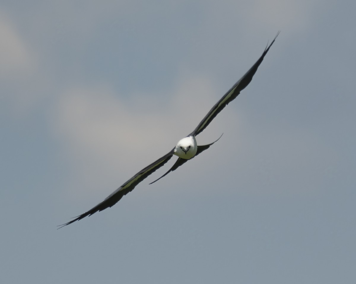 Swallow-tailed Kite - ML624401759