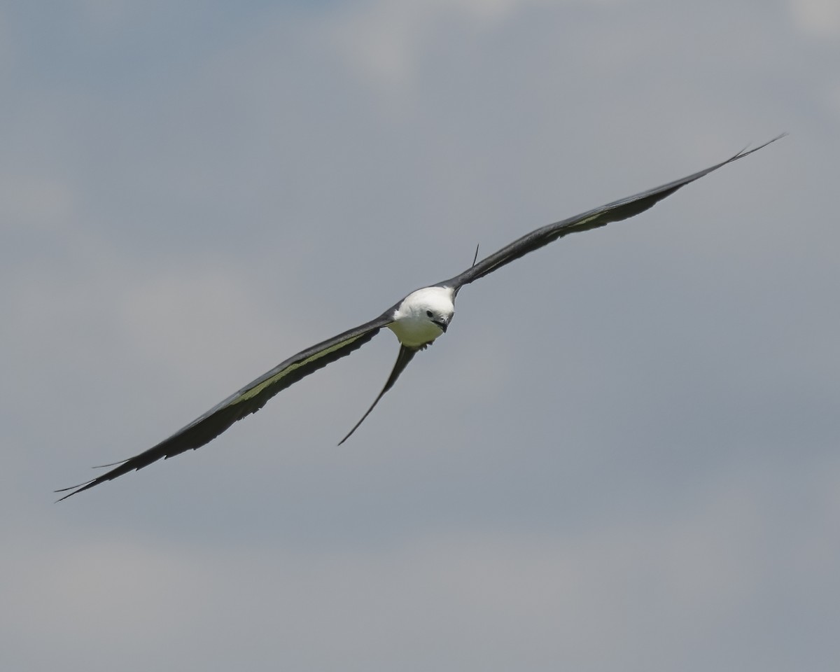 Swallow-tailed Kite - ML624401815