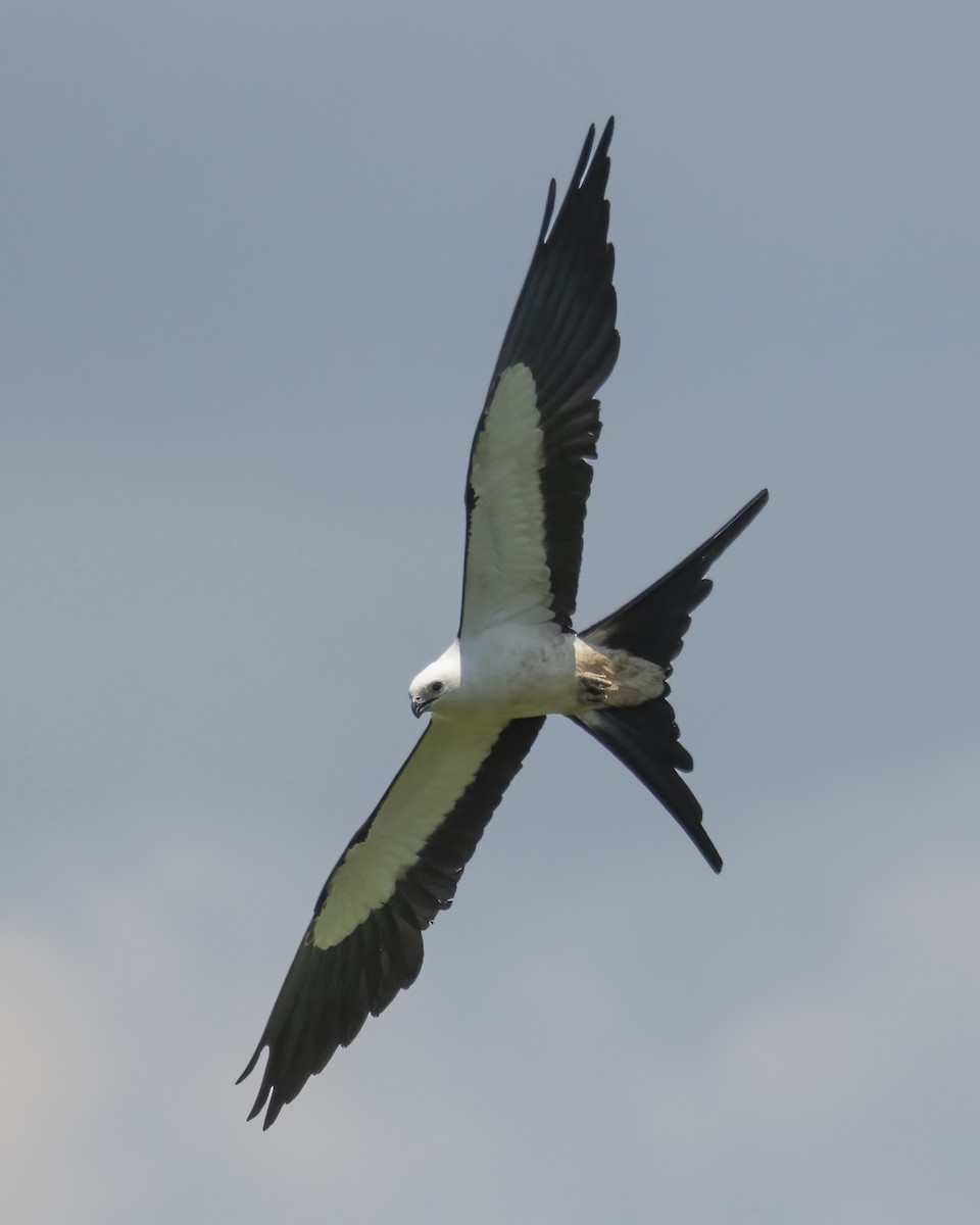 Swallow-tailed Kite - ML624401865