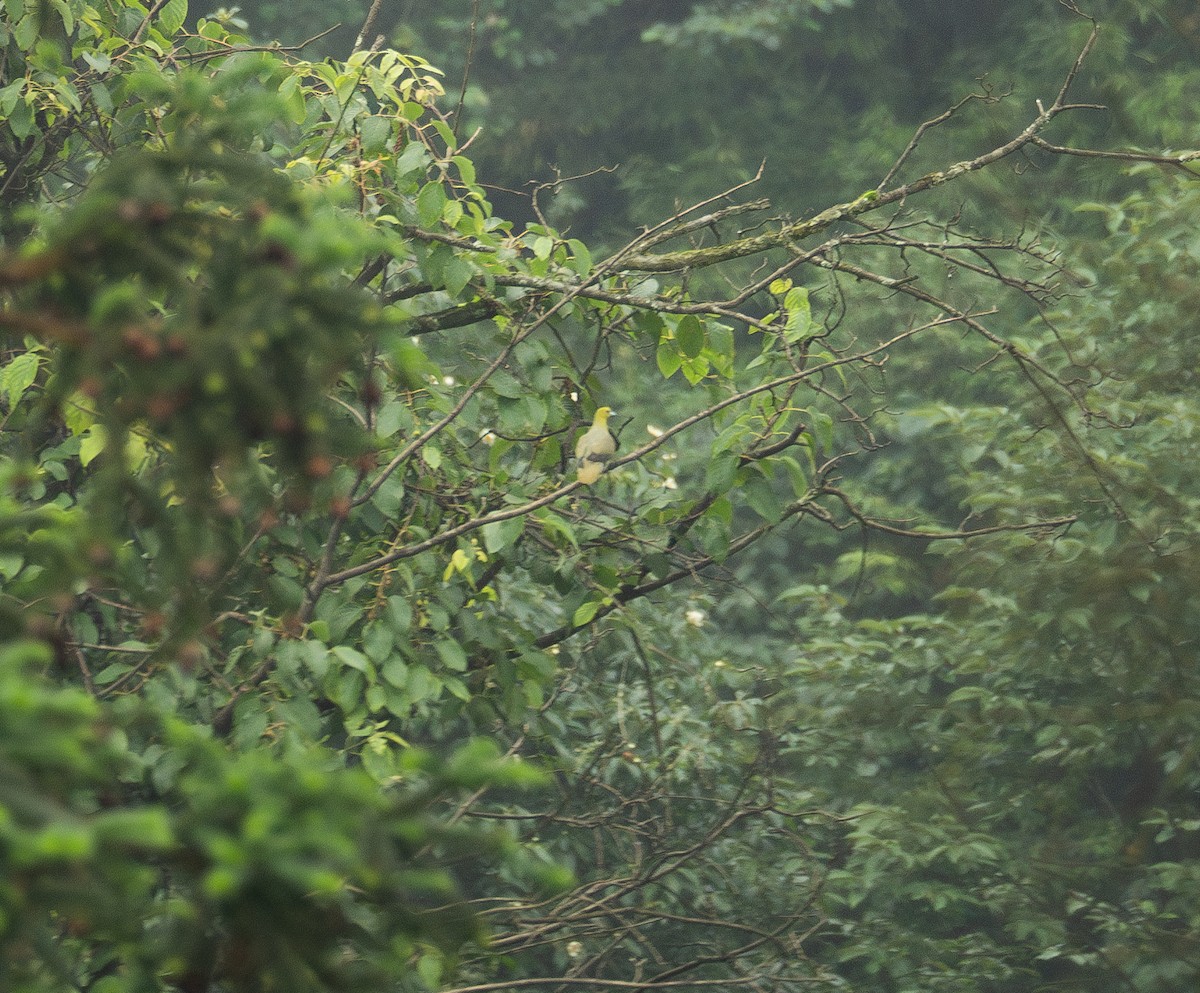 Wedge-tailed Green-Pigeon - ML624401905