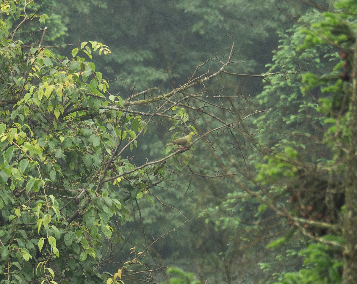 Wedge-tailed Green-Pigeon - ML624401906