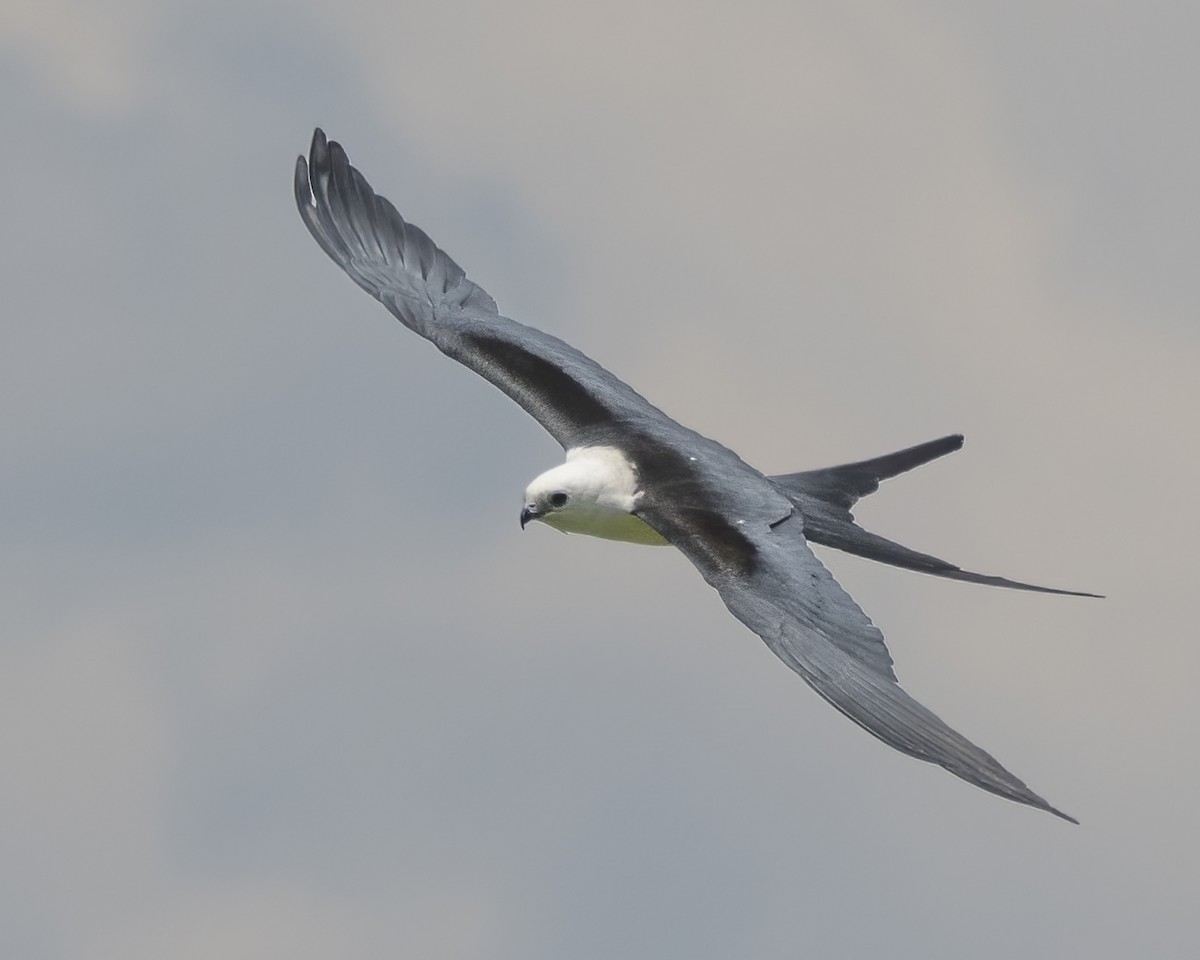 Swallow-tailed Kite - ML624401919