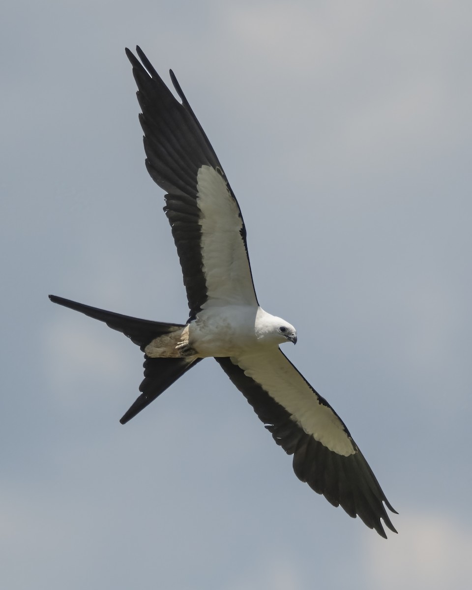 Swallow-tailed Kite - ML624401949