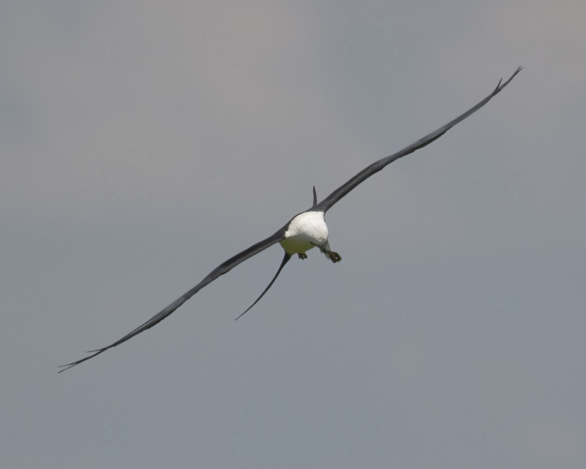 Swallow-tailed Kite - ML624401988