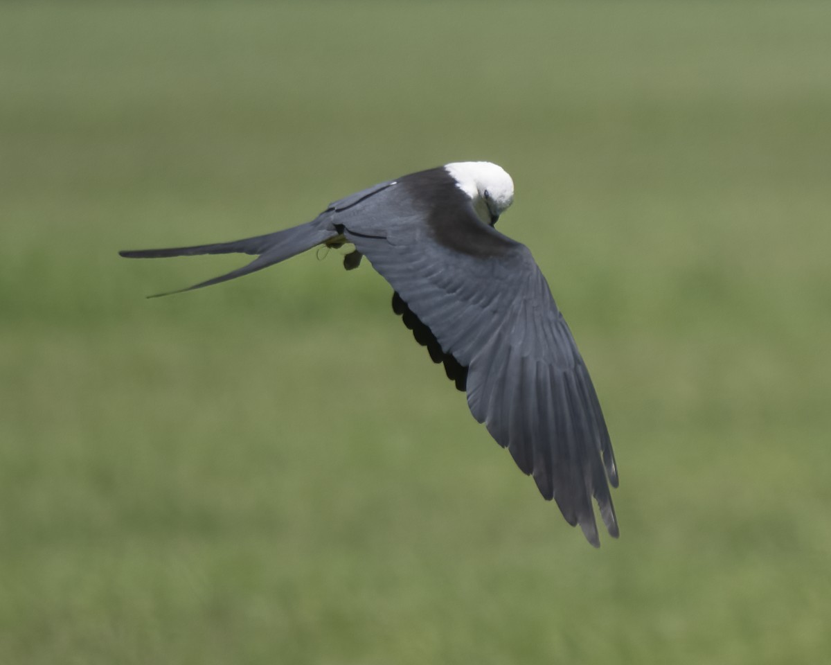 Swallow-tailed Kite - ML624402030