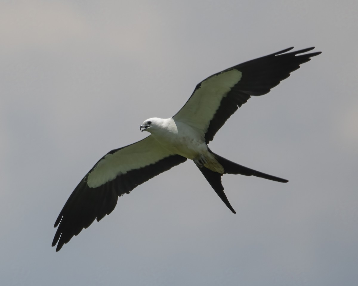 Swallow-tailed Kite - ML624402102