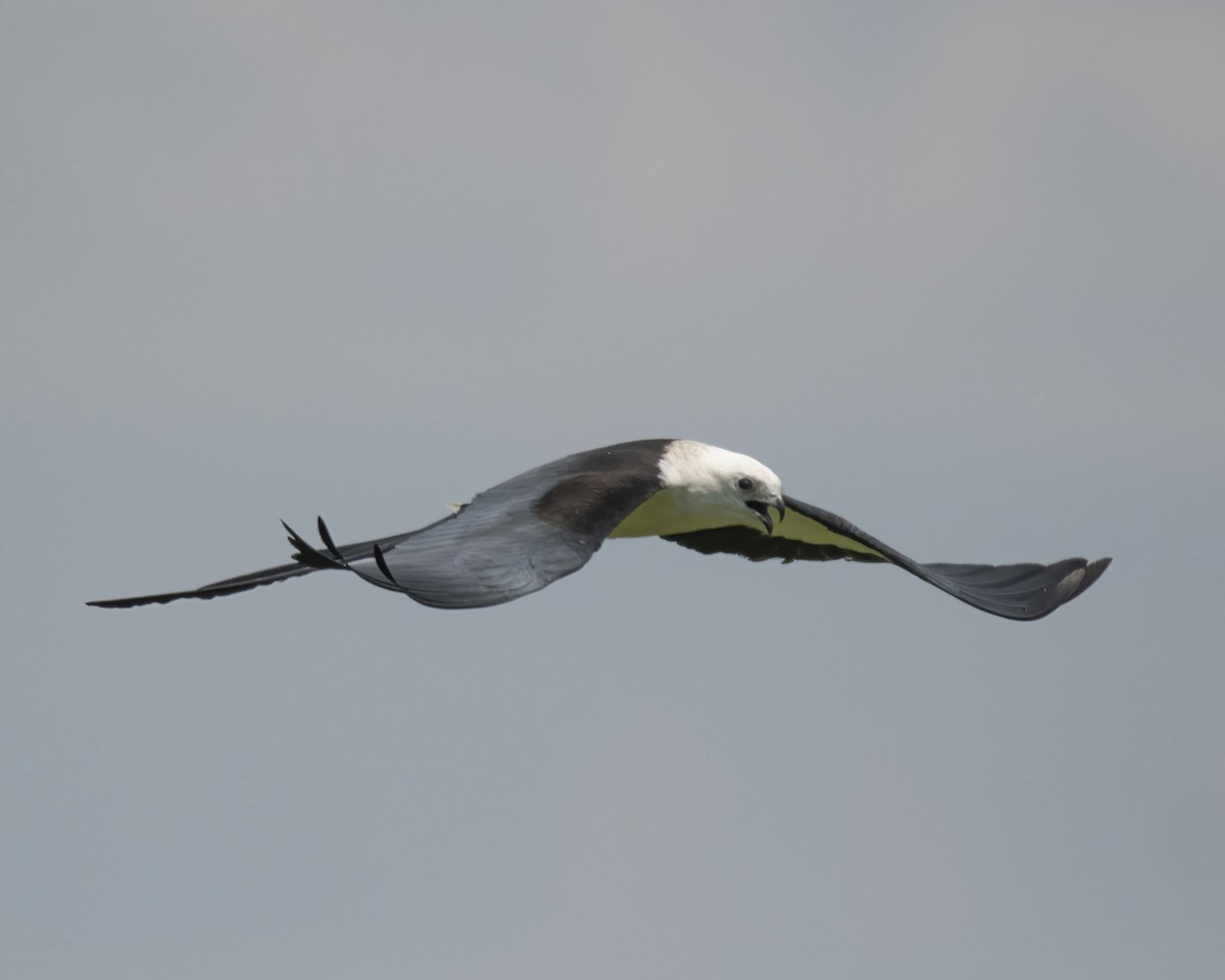 Swallow-tailed Kite - ML624402182