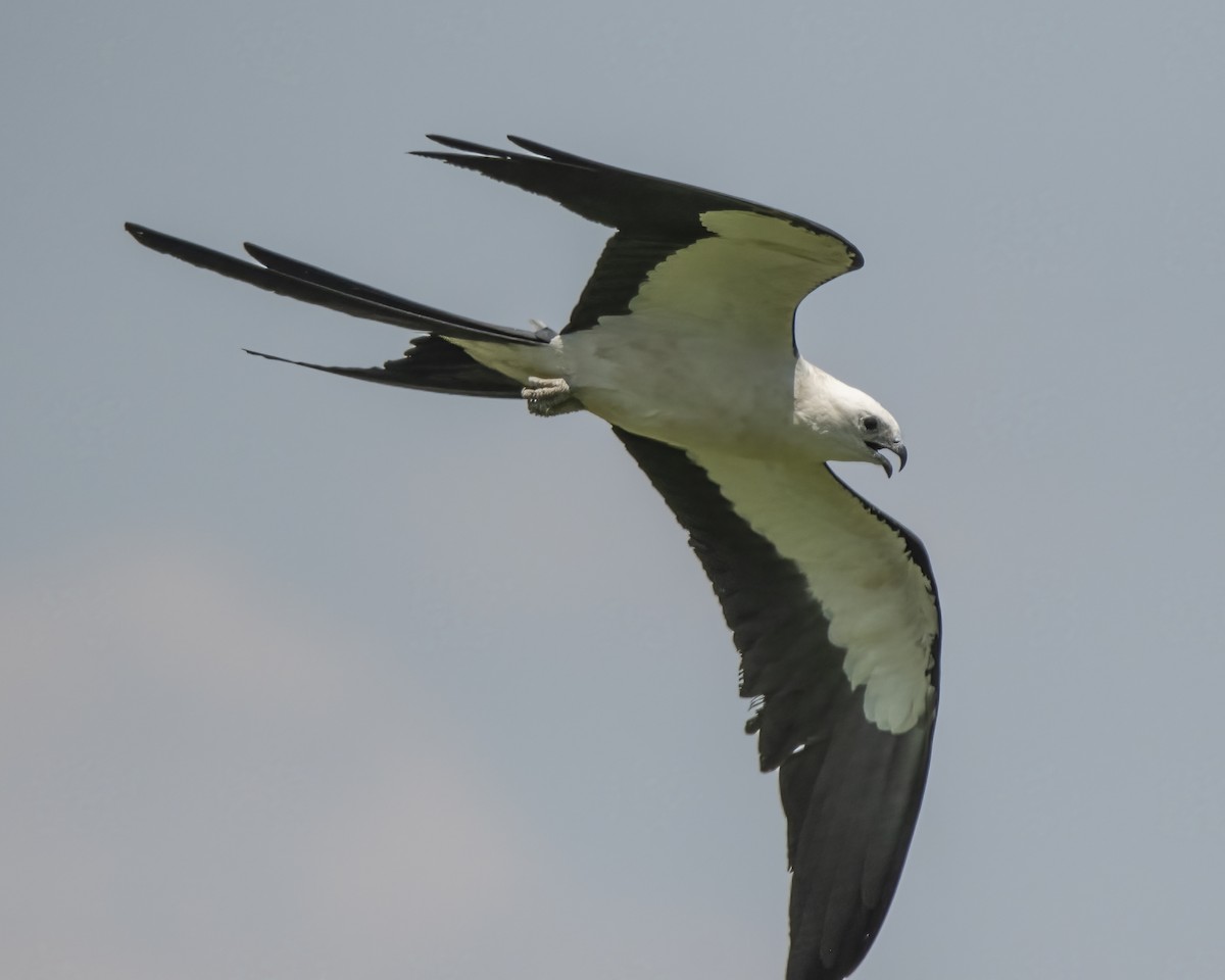 Swallow-tailed Kite - ML624402224