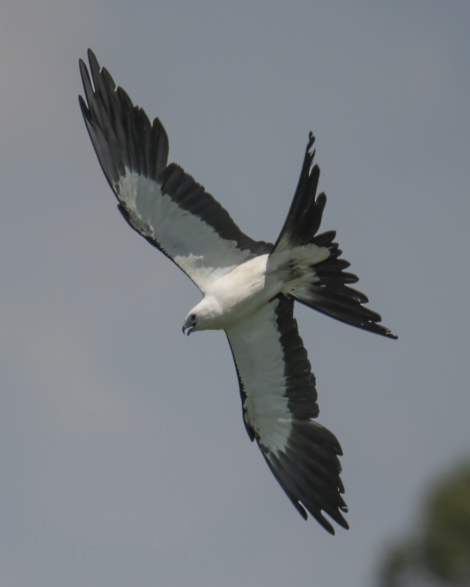 Swallow-tailed Kite - ML624402277