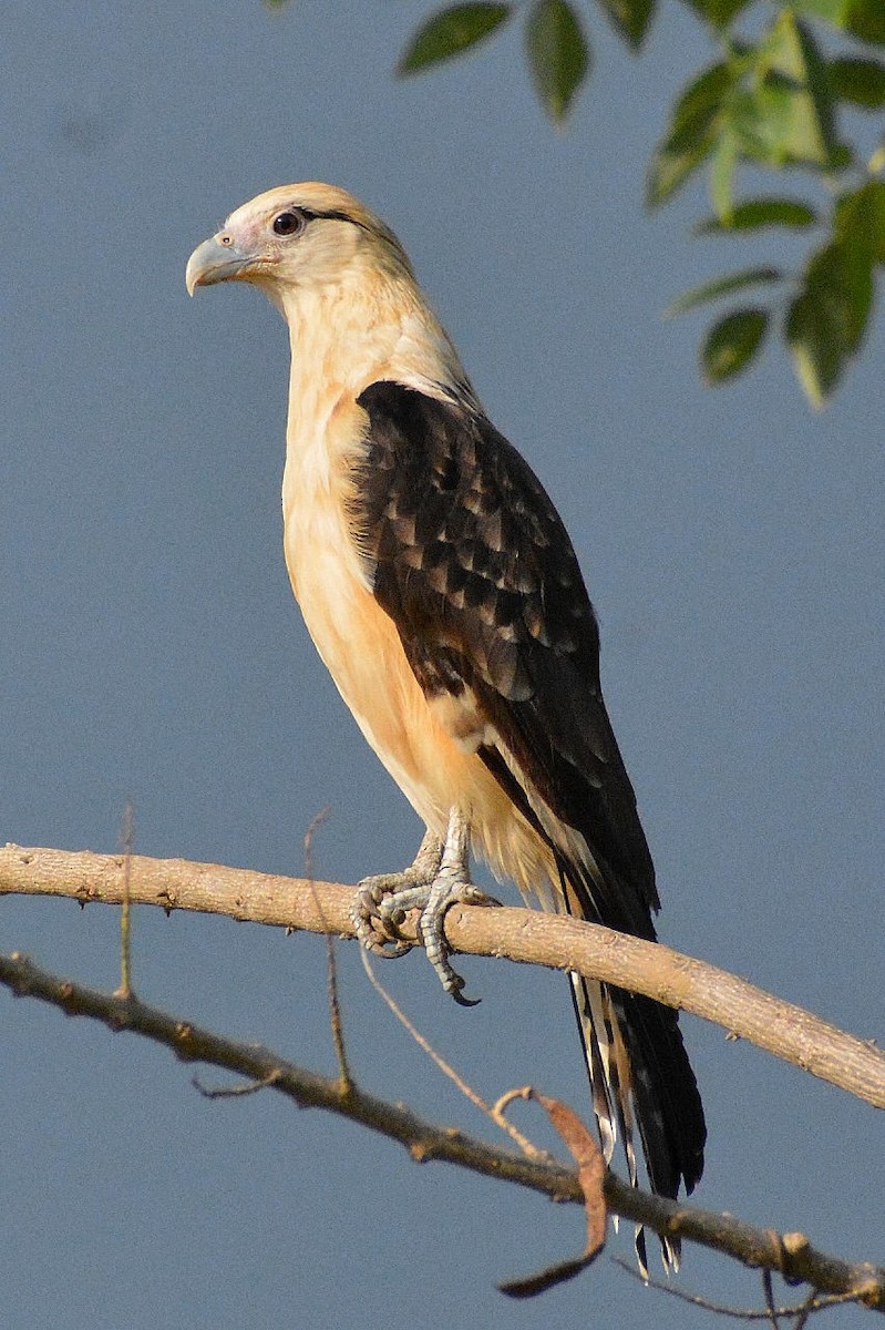 Yellow-headed Caracara - ML624402296