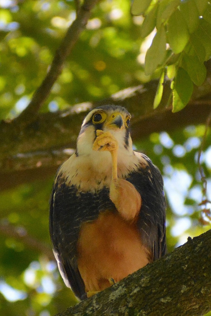 Aplomado Falcon - ML624402314